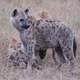 Illustration for article titled Out of Africa. Hyenas.